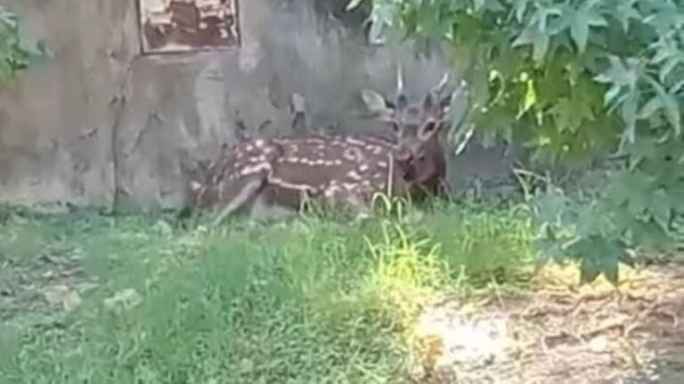 Bambi anda suelto por Carlos Paz, el operativo para rescatarlo