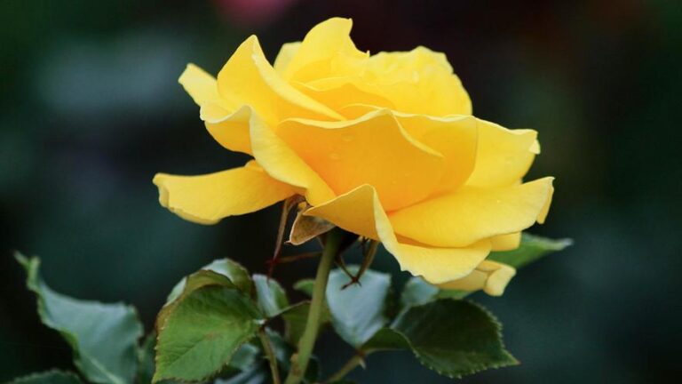 Todas las rosas del mundo empezaron siendo de un único color, descubren los científicos