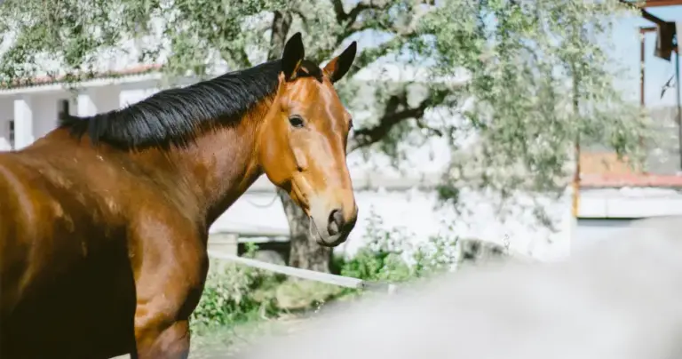 Chocó un caballo en la calle y demandó al municipio pero la Justicia no le dio la razón