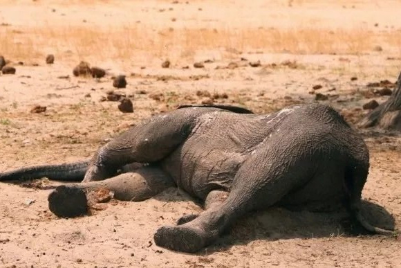 El cambio climático amenaza la biodiversidad planetaria