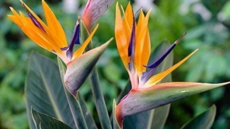 Dale vida a la entrada de tu casa con estas 3 plantas fáciles de cuidar