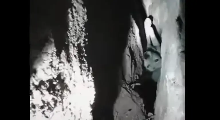 Video: Rescataron un perro que cayó a una caverna en la montaña de traslasierra