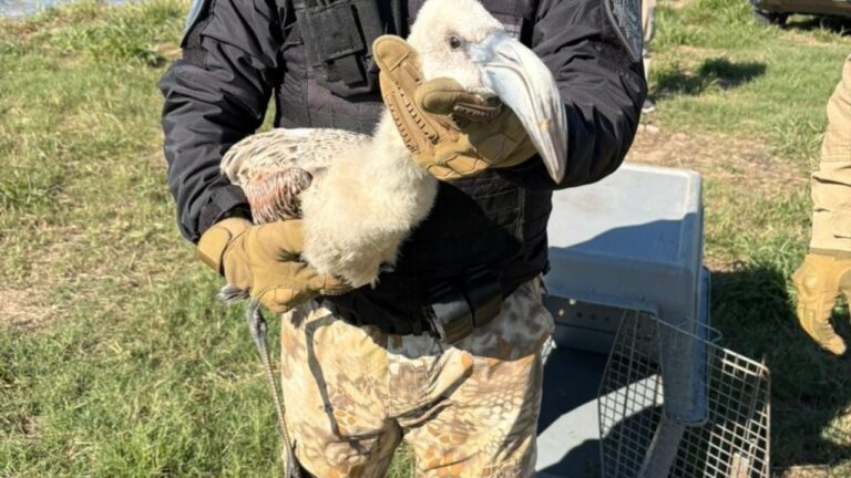 Hubo 41 detenidos y rescatan a más de 70 galgos en cacería ilegal en Córdoba