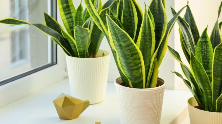 Cuál es la planta ideal para tener en una oficina