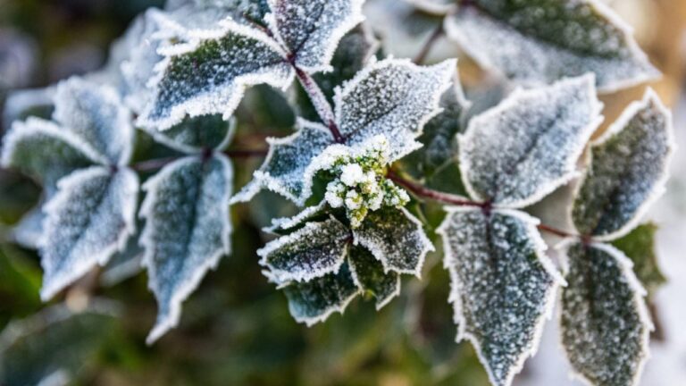 Cómo cuidar tus plantas en invierno: guía para protegerlas del frío