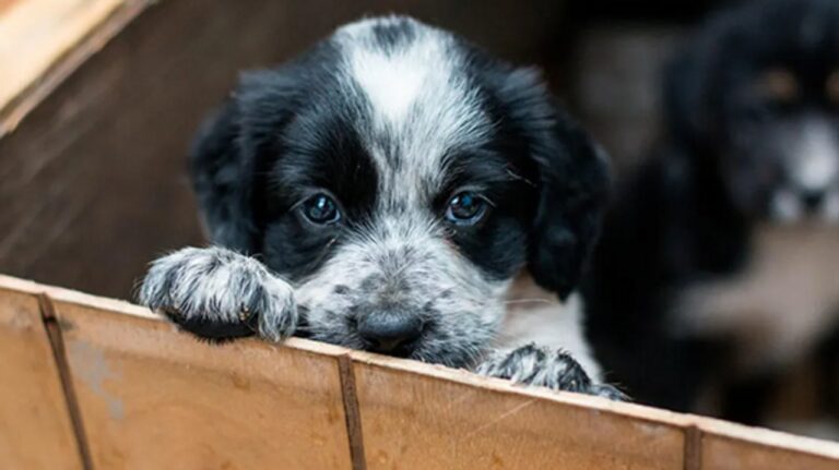 Desbaratan criadero clandestino en Jesús María: 30 perros fueron rescatados