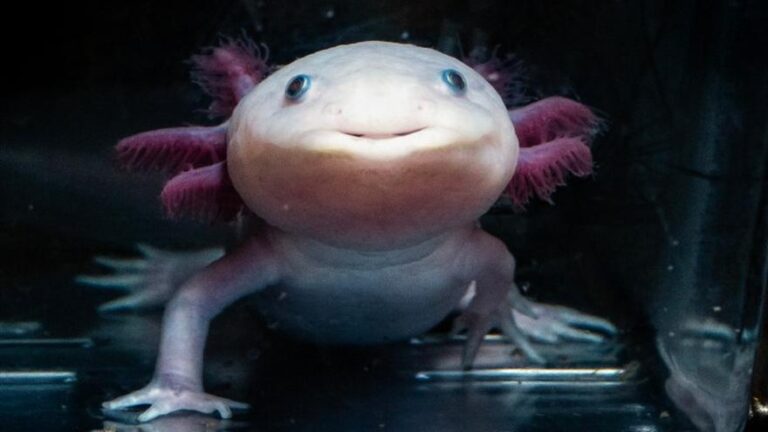 Descubren el proceso molecular que permite a las salamandras regenerar sus extremidades