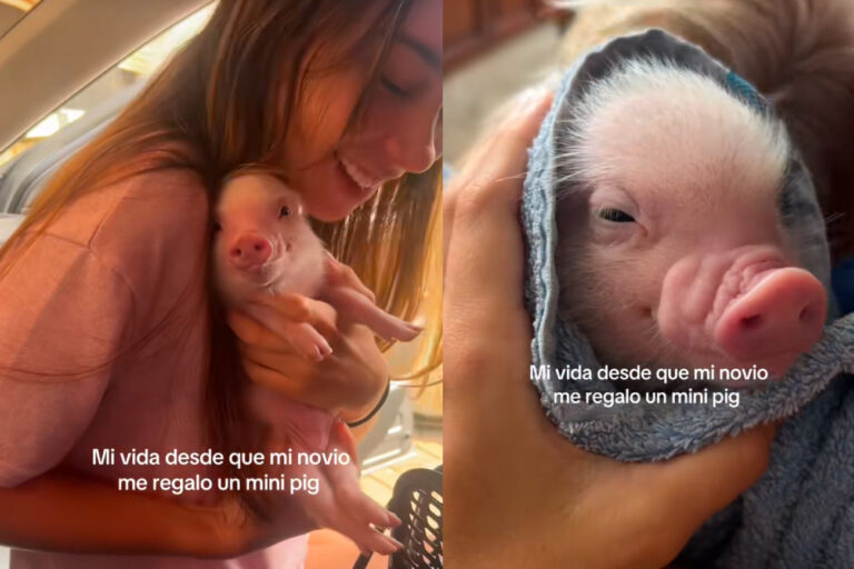Le regalaron un cerdito y su vida cambió para siempre: la historia que emocionó a TikTok