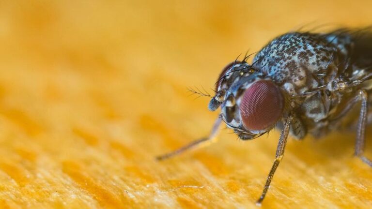 Así es la mosca negra: el insecto que no pica, muerde y puede transmitir algunas enfermedades