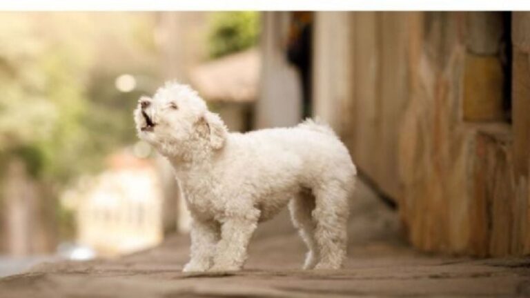 Cómo hacer que tu perro deje de ladrar por las noches sin perder la paciencia