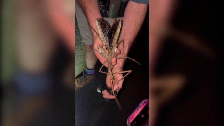 Descubren en Australia una especie de insecto palo gigante de 44 gramos de peso