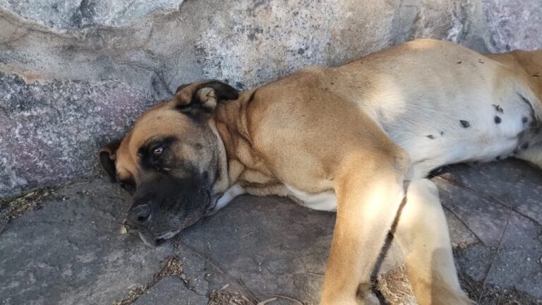 Conmovedor: Una perra espera a sus dueños frente a una casa de Carlos Paz