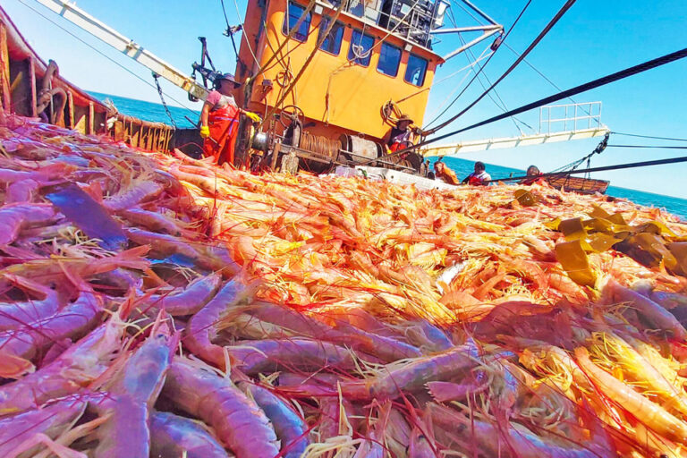 La pesca se hunde
