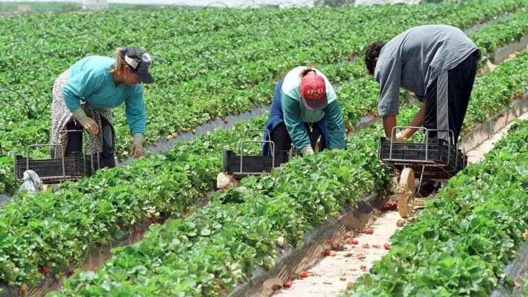 Un temporero muere en Lleida por un presunto golpe de calor mientras trabajaba a más de 40 grados