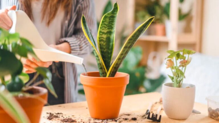 Sansevieria: tips caseros para acelerar su crecimiento