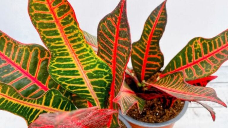 Crotón tricolor: cómo cuidar y disfrutar de esta planta única