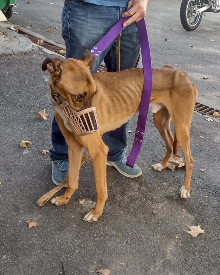 Lo rescataron de la calle y, en un hecho confuso, terminó encerrado en el Instituto Pasteur: La jaula lo estaba matando