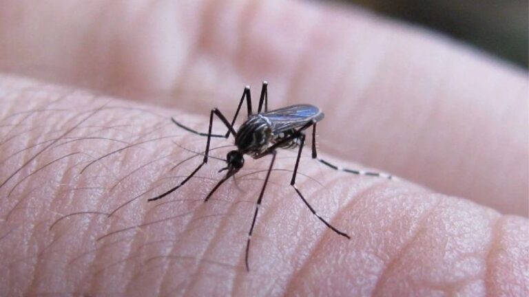 Córdoba: se amplía la vacunación contra el dengue a jóvenes de 15 a 17 años