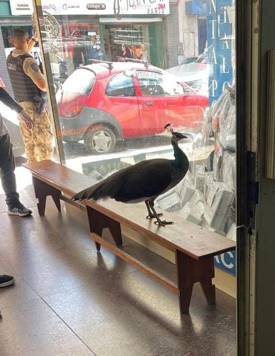 Sorpresa en Córdoba: un pavo real fue capturado en las calles del centro