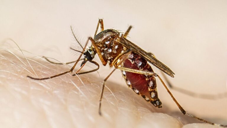 Control del dengue: identifican el primer Aedes aegypti y alertan sobre medidas preventivas