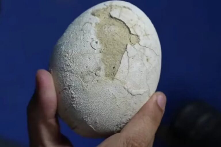 Histórico: investigadores del CONICET hallaron un huevo de dinosaurio en Río Negro