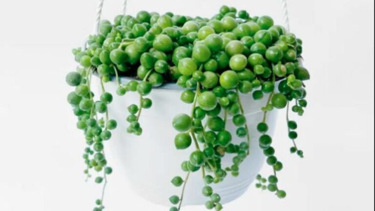 Planta Rosario: cuidados y tips para mantener tu collar de perlas saludable