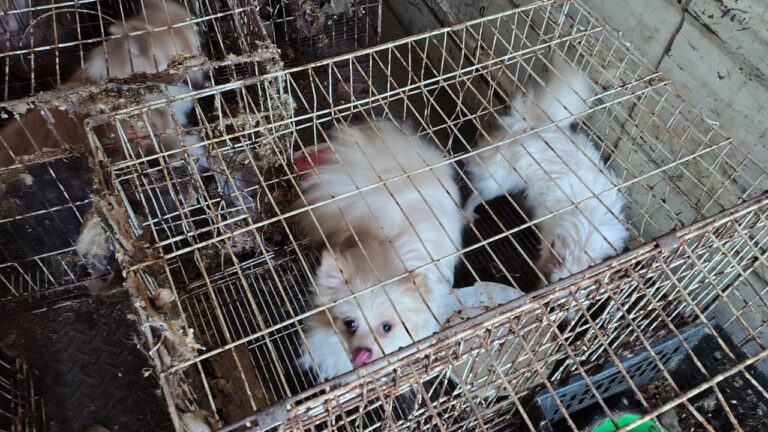 Rescatan en Córdoba a 87 perros en evidentes condiciones de maltrato animal