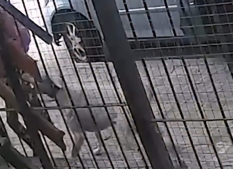 Un dogo atacó a una nena de 10 años en Carlos Paz y todo quedó grabado