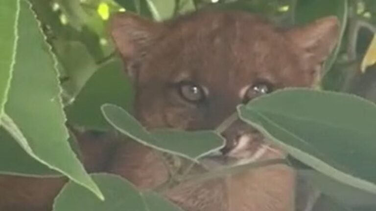 Apareció un animal exótico y sorprendió a todos en las Sierras Chicas