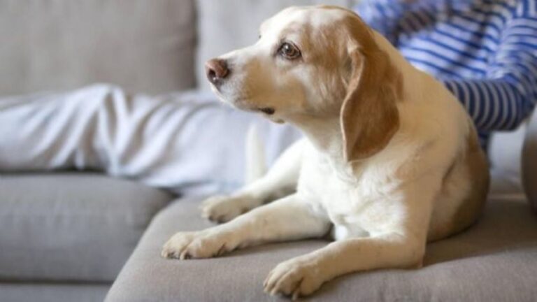 Los perros saben cuando estás por llegar a casa?