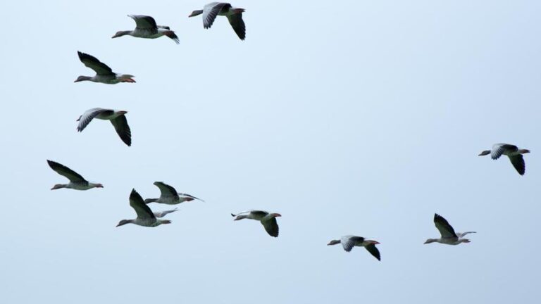 Cómo detectan las aves los campos magnéticos para orientarse? Hallan nuevas respuestas