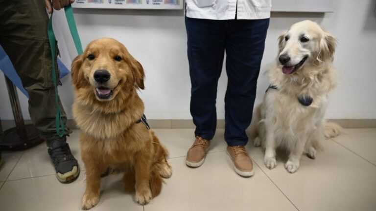 Buscan que perros guías y de contención emocional puedan ingresar a lugares de acceso público