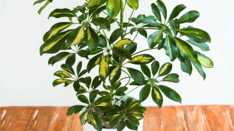 Schefflera, la planta ideal para interiores y jardines